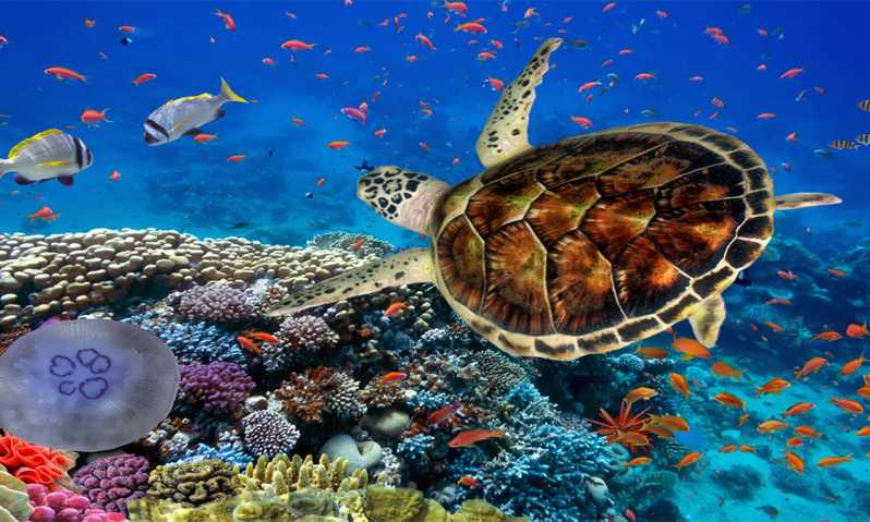 Wycieczki z Marsa Alam – rafy koralowe i pustynia egipska