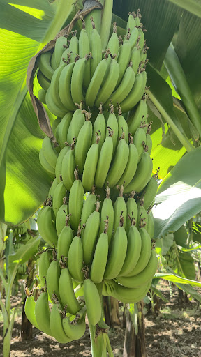 Photo from customer review